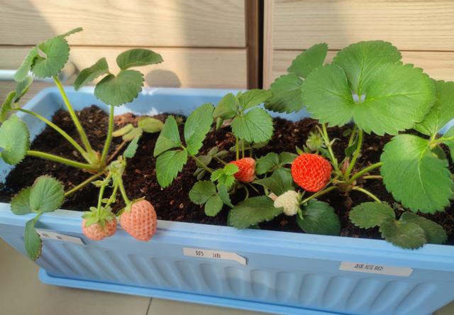 草莓盆栽怎么养，各种盆栽草莓的种植方法（家庭盆栽草莓的种植方法）