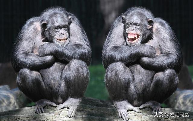 猫咪进化成猫颈鹿，雄性动物有多拼