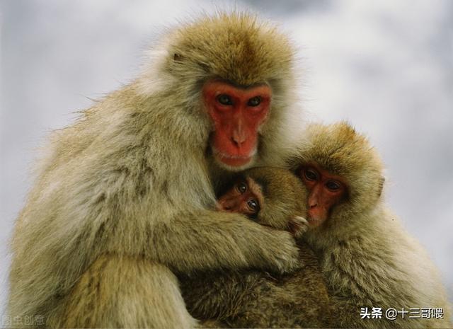 孙悟空是什么猴子，孙悟空是猴子还是猿子（孙悟空到底是一只什么猴）