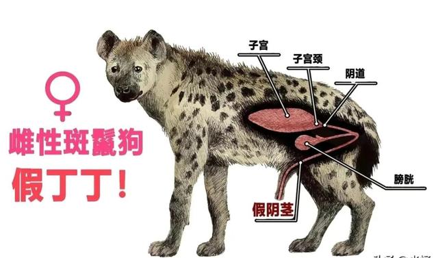 一只斑鬣狗的自然繁衍能力，带小伙子零件的小姑娘