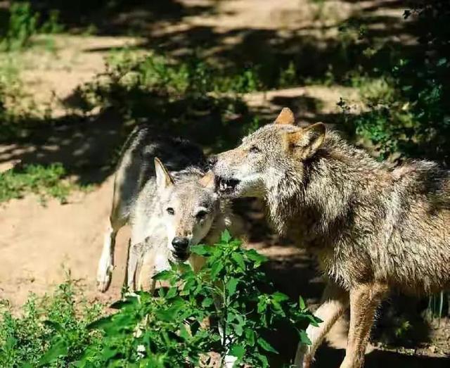 关于狼报恩的真实民间故事，真实故事—报恩的狼