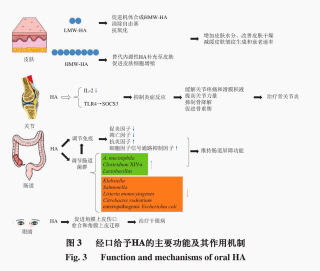 口服玻尿酸的作用和功效，玻尿酸可以“口服”了