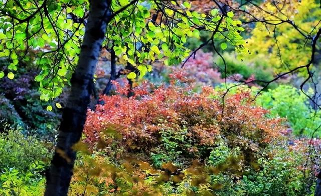 通州大运河森林公园，北京冬天最好的绿色森林公园（大运河森林公园新添一处“最美营地”）
