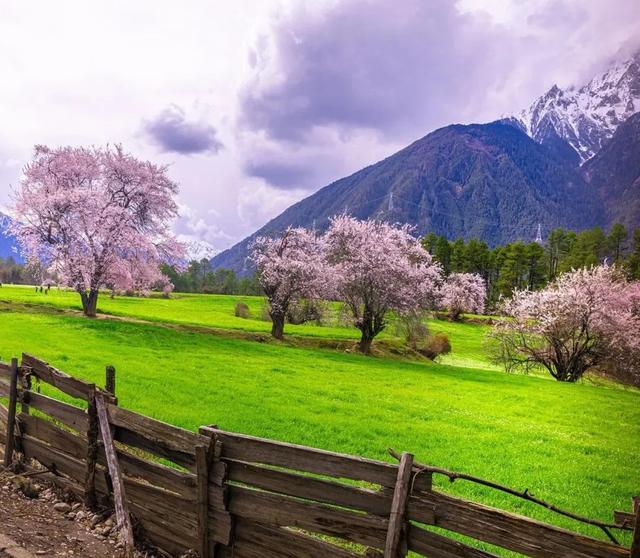 2022年林芝桃花节什么时候开始，2022年林芝桃花节3月23日开幕