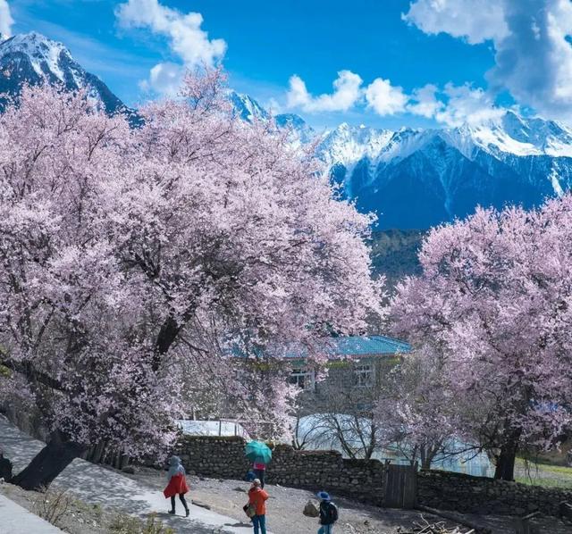 2022年林芝桃花节什么时候开始，2022年林芝桃花节3月23日开幕