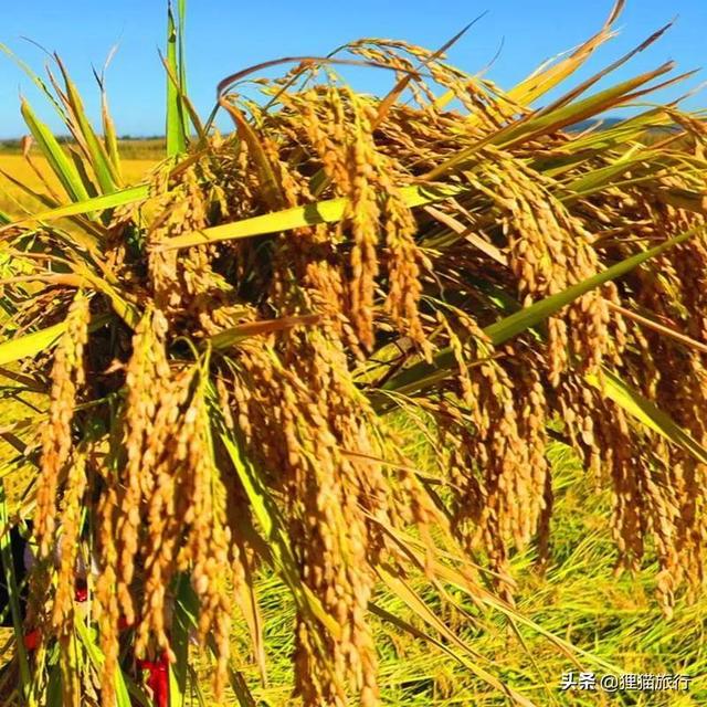 五常水稻核心产区，稻乡五常稻粱肥