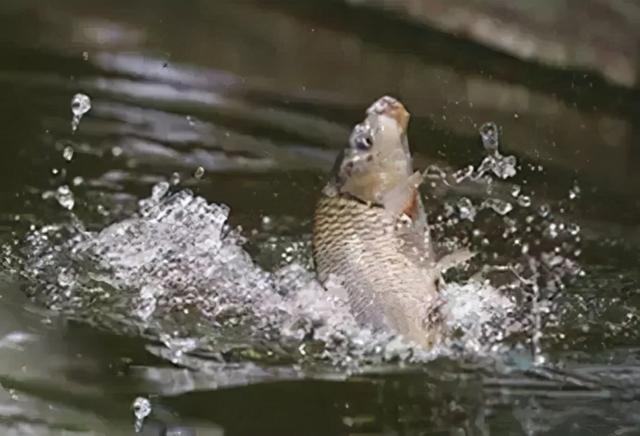 春天去哪里旅游，最适合春天去的7大旅游景点