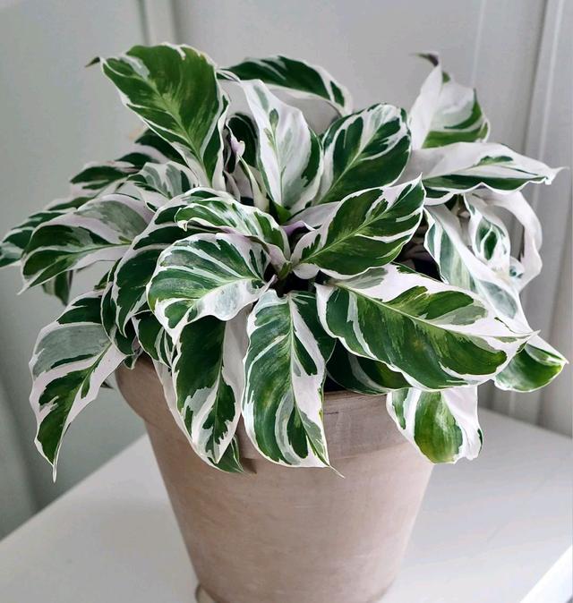 花期长的网红植物，年年是“开花机器”