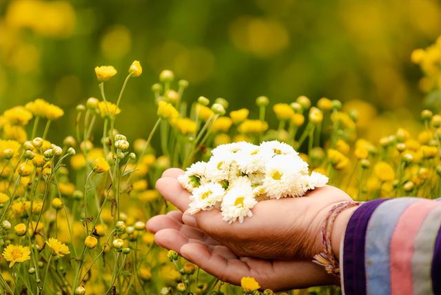 好喝不甜的菊花茶推荐一下，夏饮菊花茶清凉一整夏