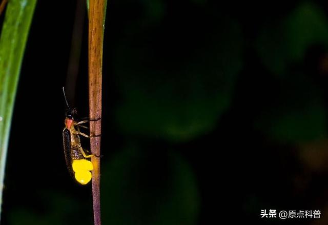 盘点童年玩过的十种昆虫，童年玩过的10种昆虫