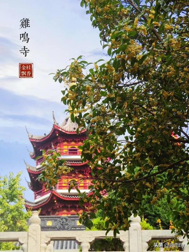 南京初秋7个赏桂花打卡地，南京赏桂花