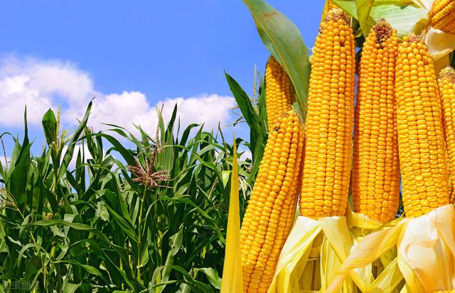 农发种业的种植技术，3大变化振兴种业