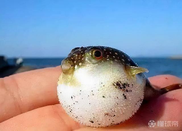 潮汕美食有哪些，潮汕美食推荐前十