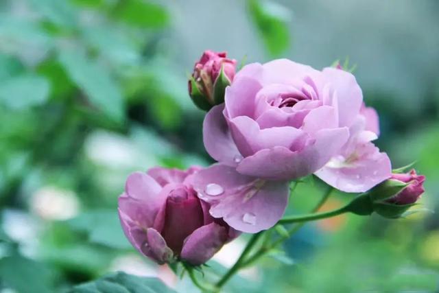 七夕33朵玫瑰花语，<浪漫的数字背后隐藏的秘密>