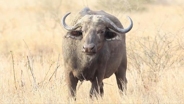 世界上最大的野牛有多重，云南发现8头野牛