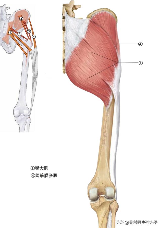腿部肌肉解剖断面立体结构图，最全面的下肢肌肉解剖图谱