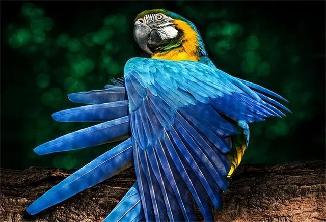 黑白搭配的鸟类有哪几些，令人惊叹的鸟类配色