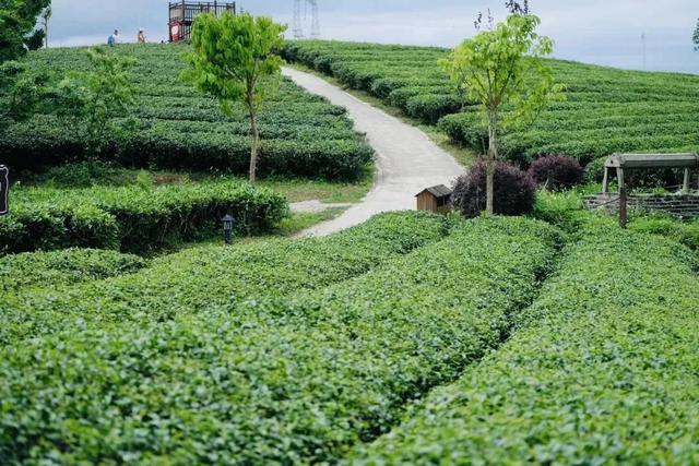 农业观光旅游攻略，休闲农业三月三不远游