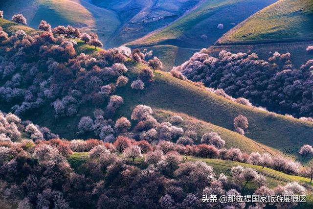 伊犁河谷最值得去的地方，伊犁河谷赏花攻略