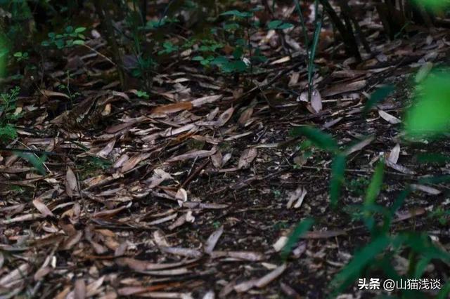 农村夜晚的虫鸣是什么虫，故乡虫鸣