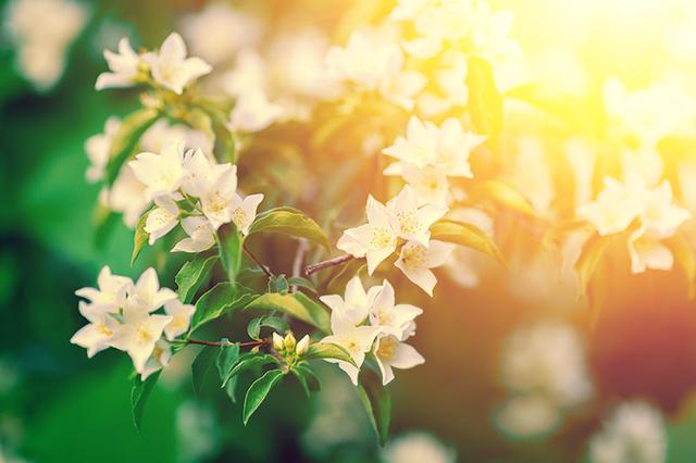 清新花香调香水排行榜，11种“香水花”