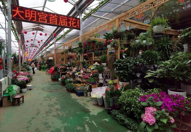 西安北郊新开花卉市场在哪里，北二环大明宫花卉市场规模不大