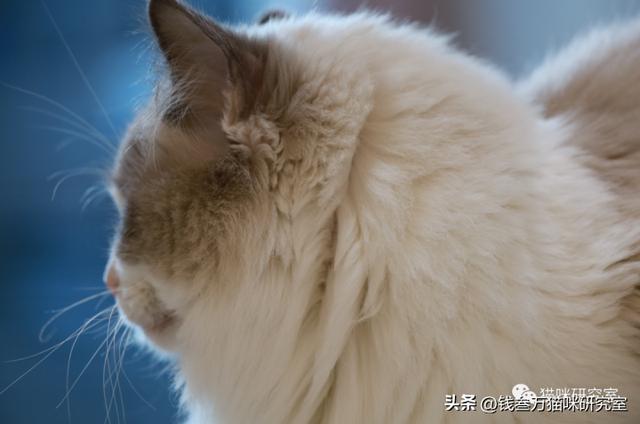 肥胖猫猫粮(发胖猫粮推荐)