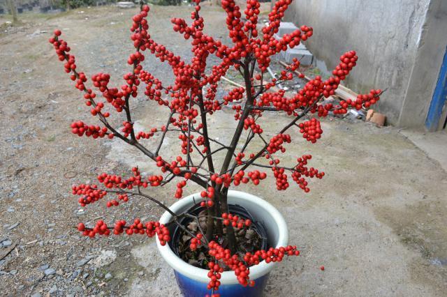 北美冬青什么时候开花结果，好看好养又耐寒