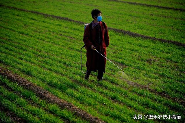 小麦苗弱发黄怎么处理，小麦黄苗问题年年发生