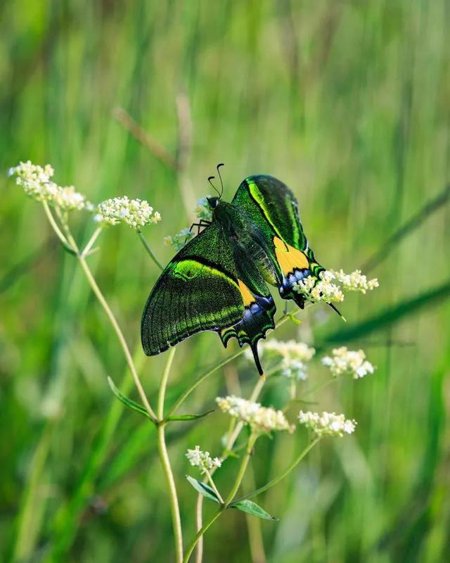 世界八大名贵蝴蝶，世界十大名贵蝴蝶