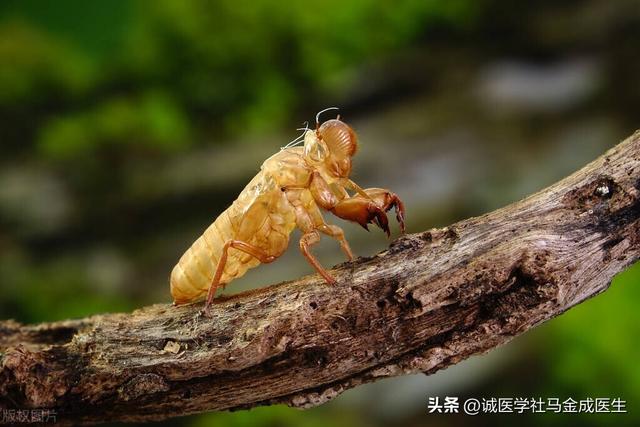 消风散治湿疹的效果，湿疹、荨麻疹、神经性皮炎、皮癣、皮肤瘙痒皆可用