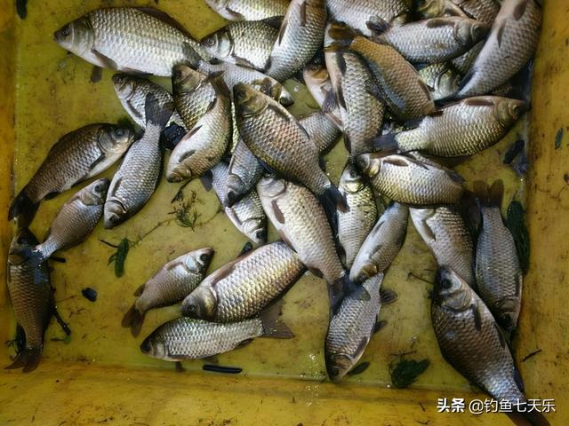冬天野钓鲫鱼必备的四个技巧，新手冬季钓鲫鱼的最佳方法