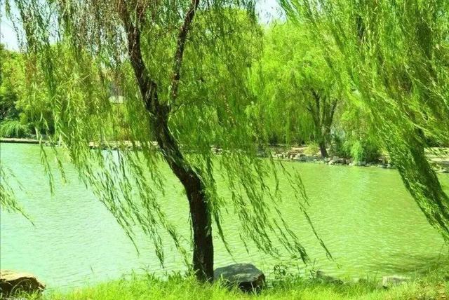 夏诗词飞花令，学生时代必背古诗词大全
