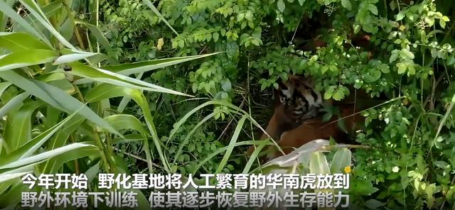 现在如何保护华南虎，广东计划探索开展华南虎放归自然工程