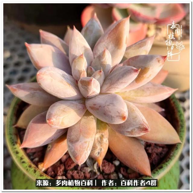 好养的容易上色的景天科多肉，景天科常见多肉图鉴不完全版D系列