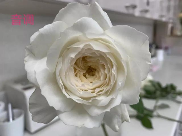 切花月季哪几个品种比较好，常见切花月季一览