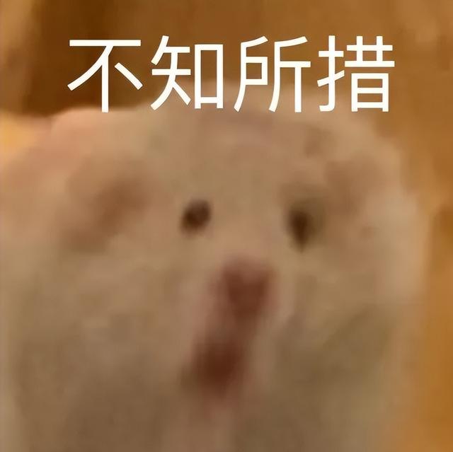 小仓鼠动态迷你表情包，变形脸仓鼠可爱老鼠