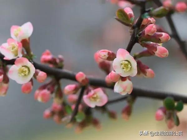 漂亮又好养活的海棠花，7种花很“勤奋”