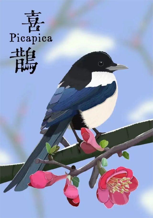喜鹊搭窝窝口为什么朝上，多数鸟窝口都是朝上的