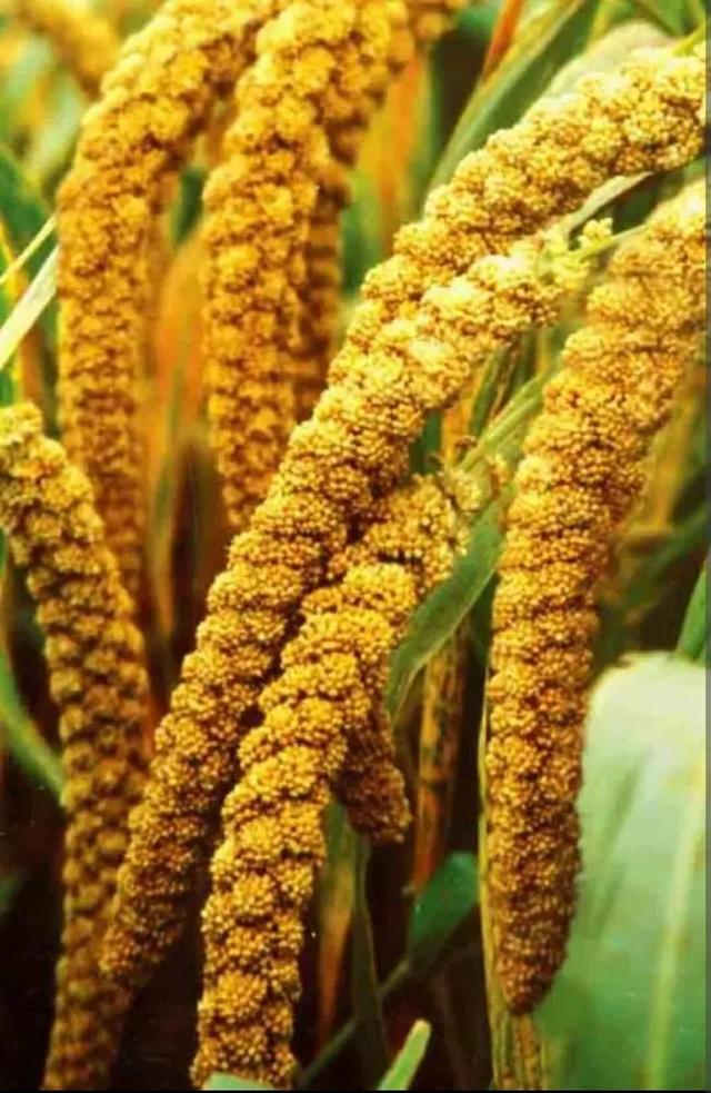 童话故事稻草人完整版，<儿童睡前童话故事>