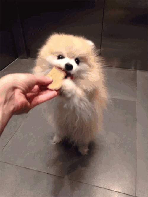 博美犬有哪些常见的病症，博美天生易患这5种疾病