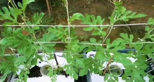 自己家种的西瓜采摘，贵州小伙回家乡种西瓜