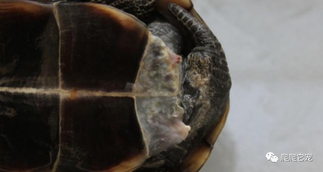 乌龟腐甲烂甲严重怎么治，是不是很想知道你的龟为什么会腐甲