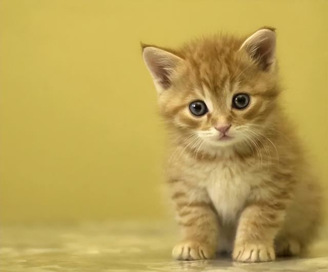 为什么越来越讨厌猫，越来越不喜欢自己的猫怎么办