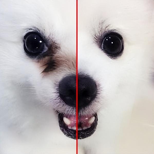 狗狗泪痕怎么快速解决，眼睛常见难题之泪痕