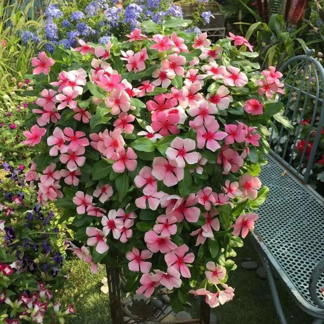 什么花好看又好养，开花好看又好养的花卉（种一盆好看又好养）
