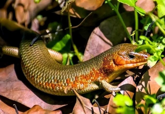 农村蛇最怕什么动物，蛇皮碰到鹅屎后就会腐烂