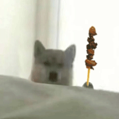 可爱小狗表情包，可爱表情包大全狗子