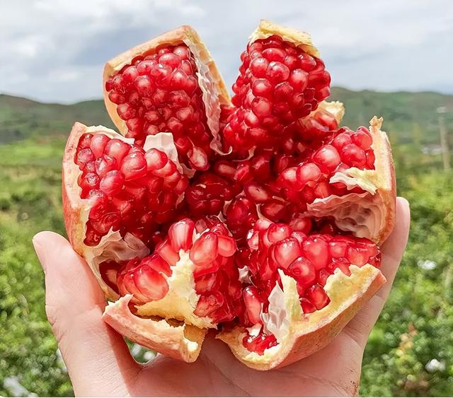 石榴品种哪种最好，什么品种的石榴好种（中国最好吃的石榴前五名）