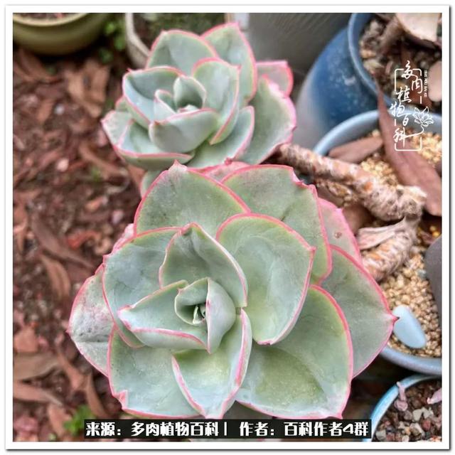 好养的容易上色的景天科多肉，景天科常见多肉图鉴不完全版D系列